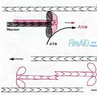 Axon és axon transzport (gyors és lassú, anterográd és retrográd)